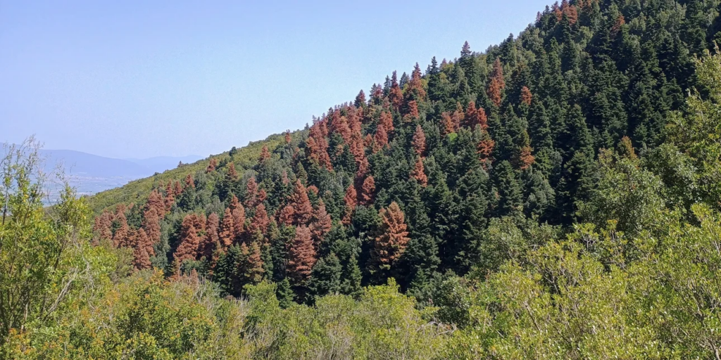 Δράμα: Σκότωσαν και αποκεφάλισαν αρκούδα - Αντιδρούν οι περιβαλλοντικές