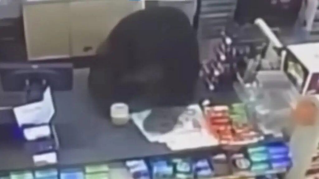 ΗΠΑ: Αρκούδα εισέβαλε σε κατάστημα και κυνήγησε 11χρονο – Βίντεο την δείχνει να πηδάει πάνω σε πάγκο