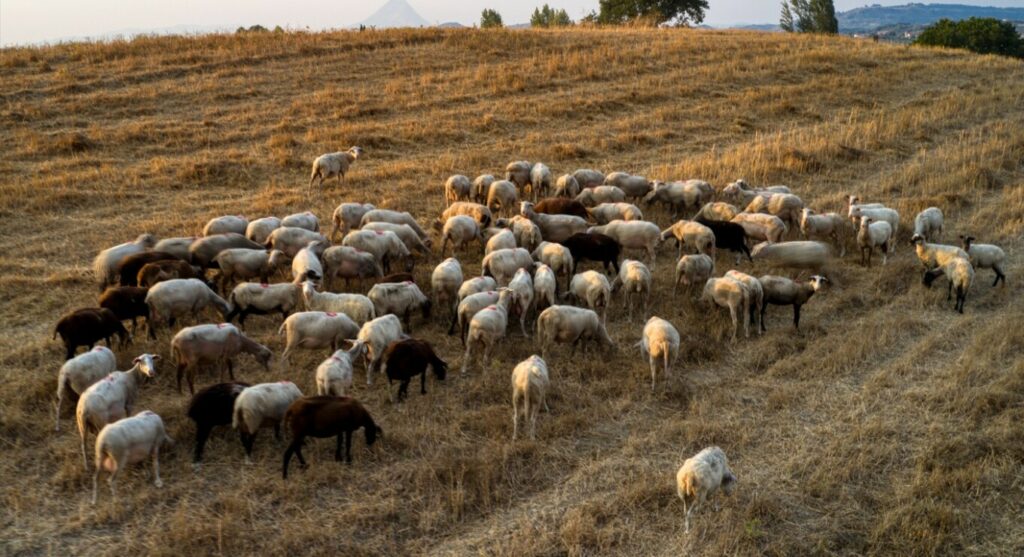 Αυξήθηκαν τα κρούσματα ευλογιάς σε όλη τη χώρα - Πάνω από 423.000 ζώα θανατώθηκαν μέσα σε τρεις μήνες