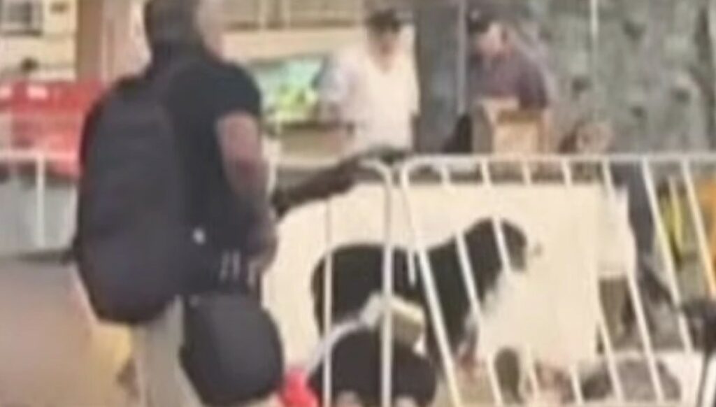 Μακελειό στο Σίδνεϊ: Πιστή σκυλίτσα στέκεται πάνω από τον νεκρό κηδεμόνα της