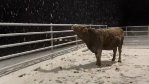 Αγελάδα βλέπει χιόνι για πρώτη φορά και γίνεται viral με την αντίδρασή της - Βίντεο