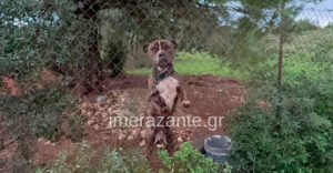 Πίτμπουλ στη Ζάκυνθο