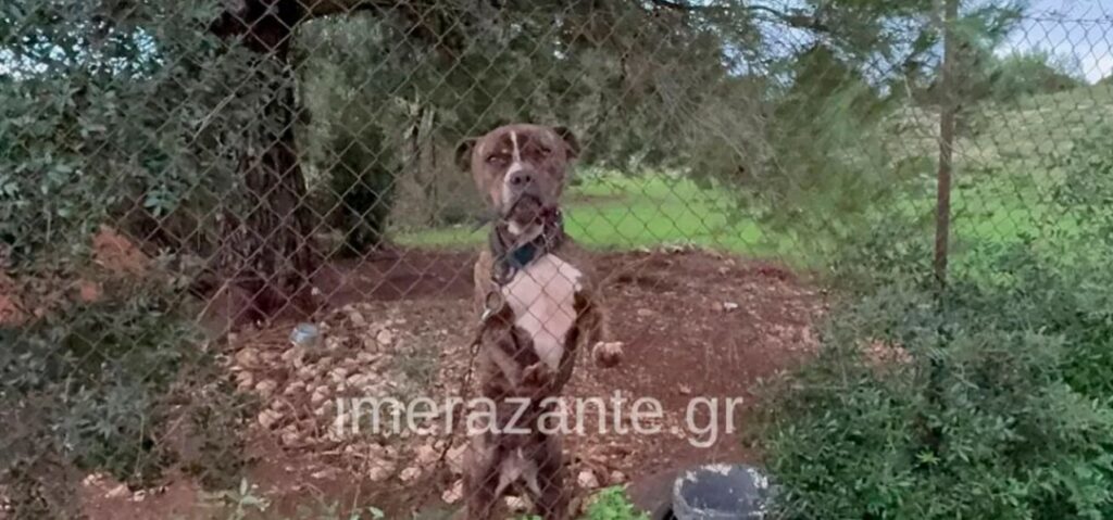 «Η κόρη μου φώναξε και έτρεξα, δεν άκουσα κάτι άλλο» - Τι λέει ο πατέρας του 2χρονου που δέχθηκε επίθεση από πίτμπουλ