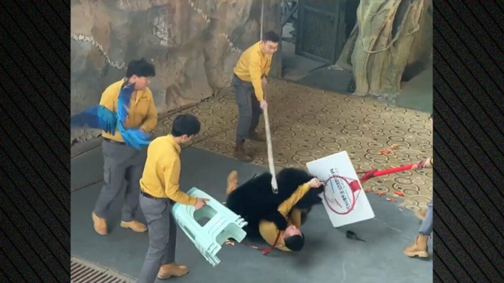 Κίνα: Αρκούδα επιτέθηκε στον εκπαιδευτή της κατά τη διάρκεια παράστασης σε ζωολογικό κήπο - ΒΙΝΤΕΟ