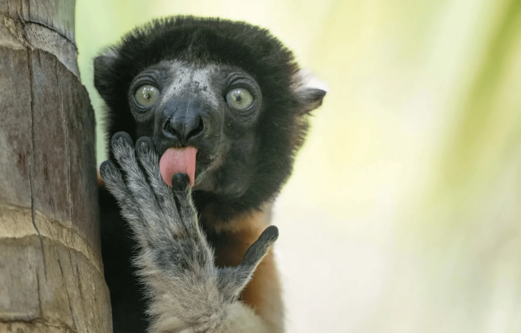 251216154135_lemourios2