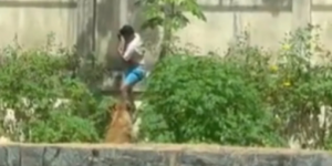 Βραζιλία: Λέαινα σε ζωολογικό κήπο κατασπάραξε 19χρονο που μπήκε στο κλουβί - Βίντεο