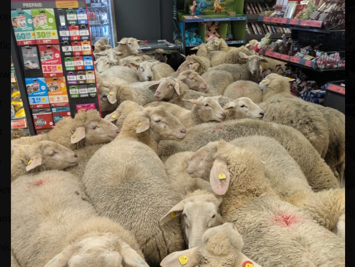 Γερμανία: Πενήντα πρόβατα εισέβαλαν σε σουπερμάκετ προκαλώντας χάος