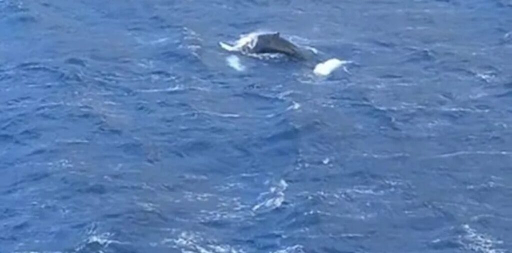Κάλυμνος: Φάλαινα έκανε την εμφάνισή της στον κόλπο των Αργινώντων - Βίντεο