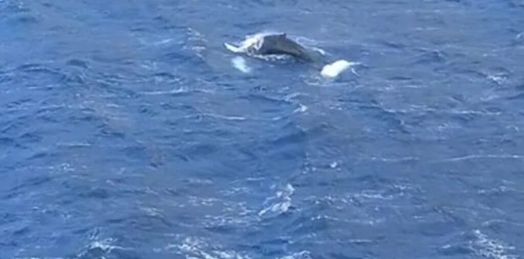 Κάλυμνος: Φάλαινα έκανε την εμφάνισή της στον κόλπο των Αργινώντων - Βίντεο