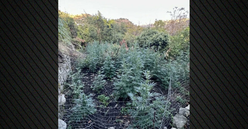 Ρέθυμνο: Εξιχνιάστηκε η υπόθεση της μεγάλης χασισοφυτείας - 4 συλλήψεις