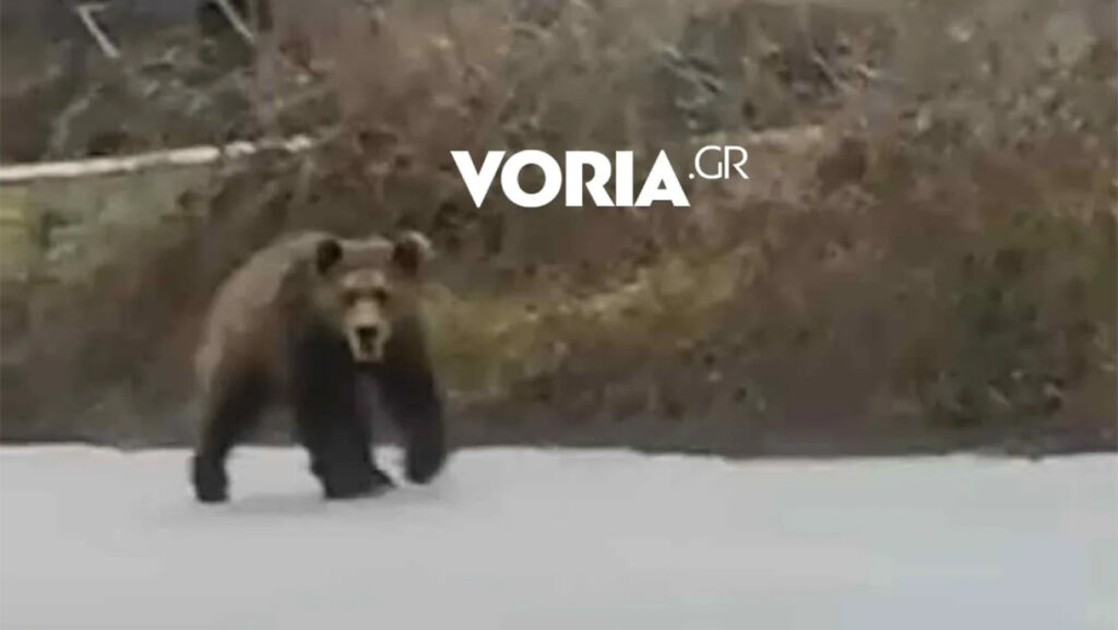 Κοζάνη: Αρκούδα σε δρόμους της Αναρράχης - Βίντεο