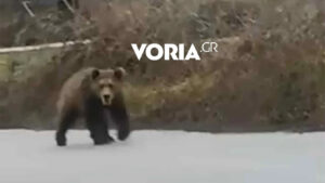 Κοζάνη: Αρκούδα σε δρόμους της Αναρράχης - Βίντεο