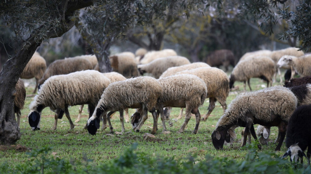 Πάνω από 472.000 θανατώσεις αιγοπροβάτων λόγω της ευλογιάς - 16 νέα κρούσματα σε έξι περιοχές
