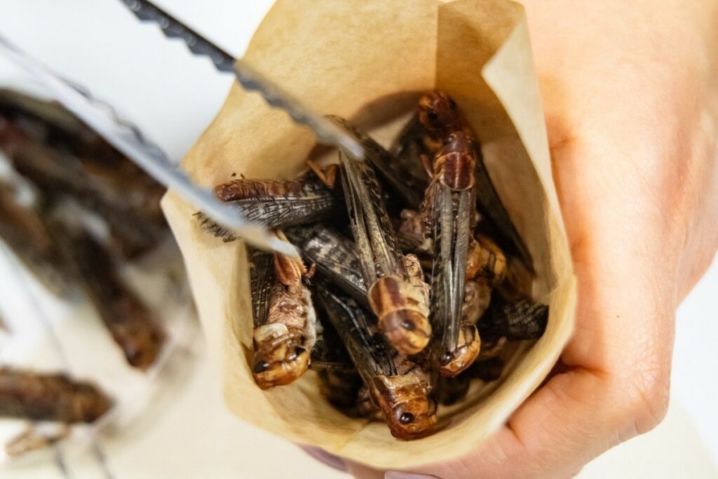 Η κατάρρευση της Ÿnsect και το «όχι» των καταναλωτών σε γρύλους και προνύμφες για τρόφιμα