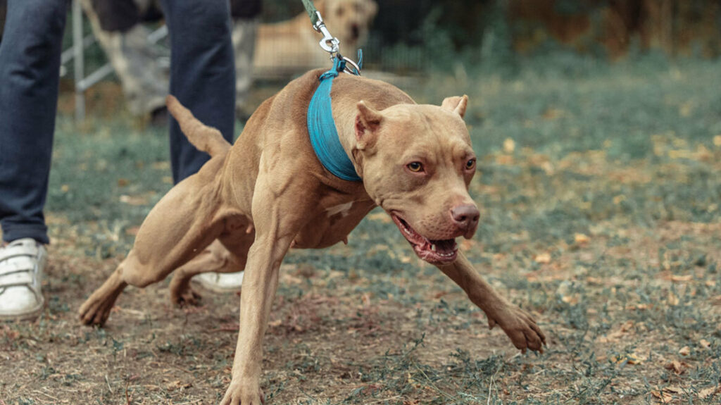 Θεσσαλονίκη: Έβγαλαν βόλτα το σκύλο χωρίς λουρί - 11 πρόστιμα των 300 ευρώ