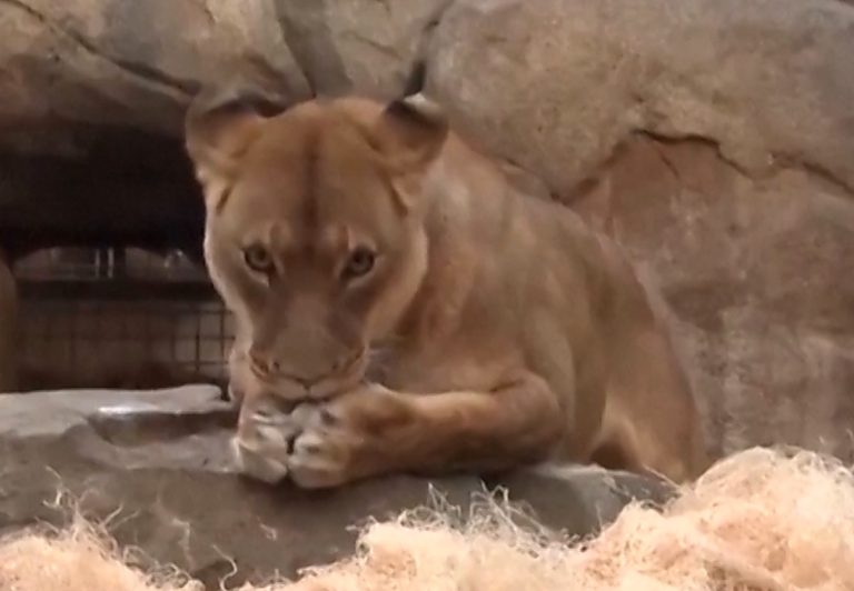 260214140055_λιονταρι