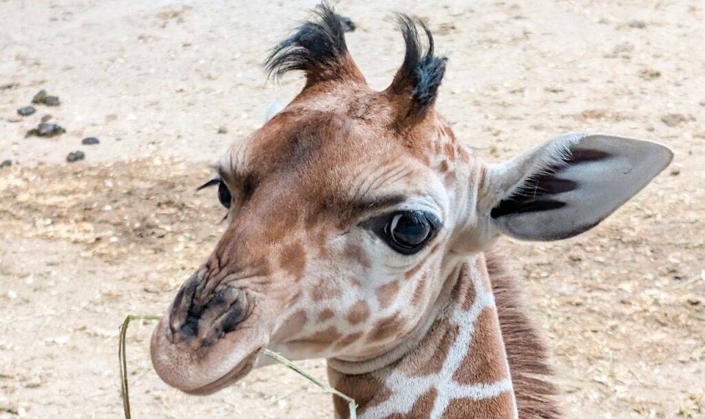 ΗΠΑ: Μικρή καμηλοπάρδαλη σε ζωολογικό κήπο κλέβει καρδιές - Φωτογραφίες