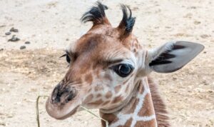 ΗΠΑ: Μικρή καμηλοπάρδαλη σε ζωολογικό κήπο κλέβει καρδιές - Φωτογραφίες