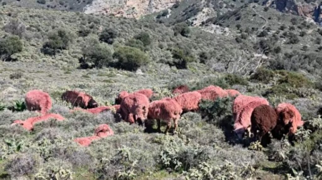 Κρήτη: Κτηνοτρόφος έβαψε κόκκινα τα πρόβατά του για να μην του τα κλέψουν- Βίντεο