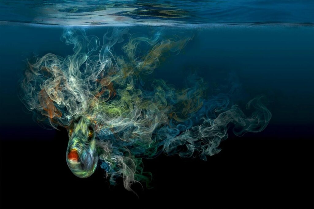 Ocean Art: Οι εικόνες που αποκαλύπτουν τον μυστικό κόσμο των ωκεανών