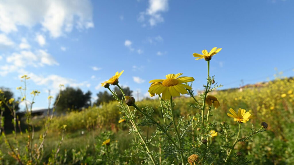 Καιρός: Ήπιο και ανοιξιάτικο σκηνικό έως το Σάββατο - Πότε αναμένονται βροχές