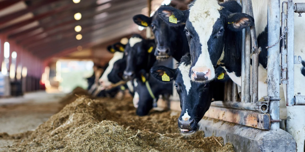 Λέσβος: Επιβεβαιωμένο κρούσμα αφθώδους πυρετού - Αυστηρά μέτα βιοπροφύλαξης