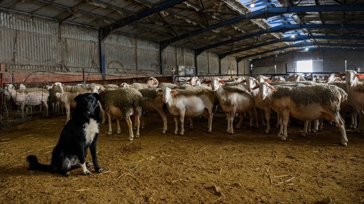 Συναγερμός στη Λέσβο: Δεύτερο κρούσμα αφθώδους πυρετού – Σφαγή ζώων στη ζώνη προστασίας