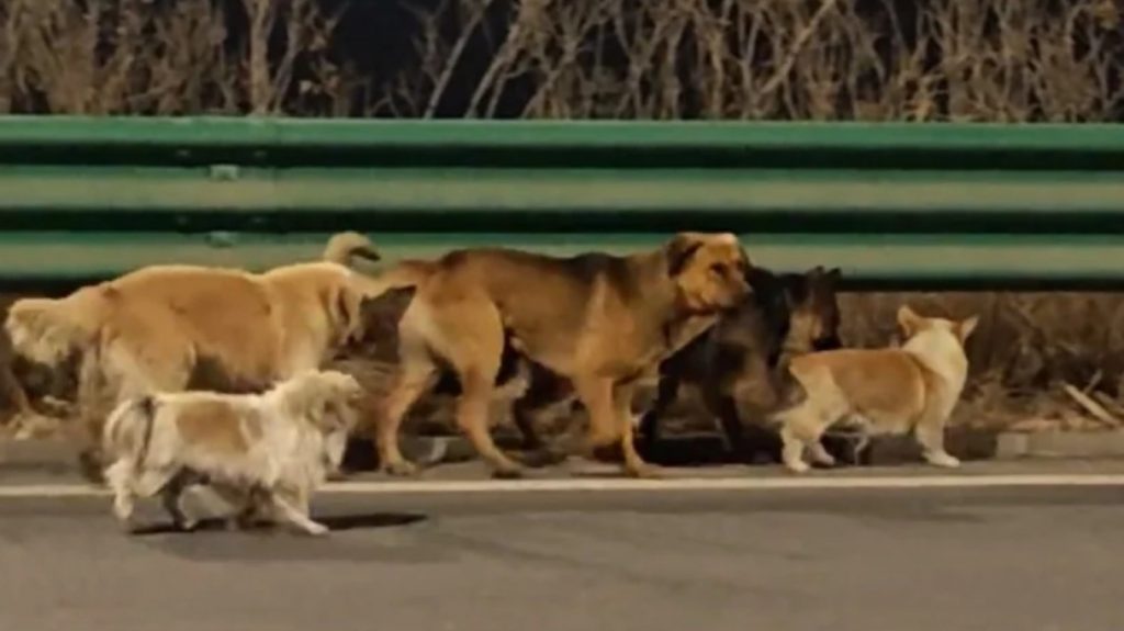 Κίνα: Σκυλιά που δραπέτευσαν πριν φαγωθούν και περπάτησαν 17 χιλιόμετρα πίσω στα σπίτια τους - Βίντεο