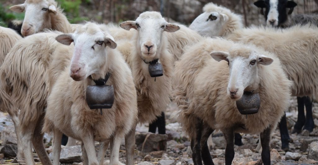 Λέσβος: Επιβεβαιώθηκαν 13 κρούσματα αφθώδους πυρετού