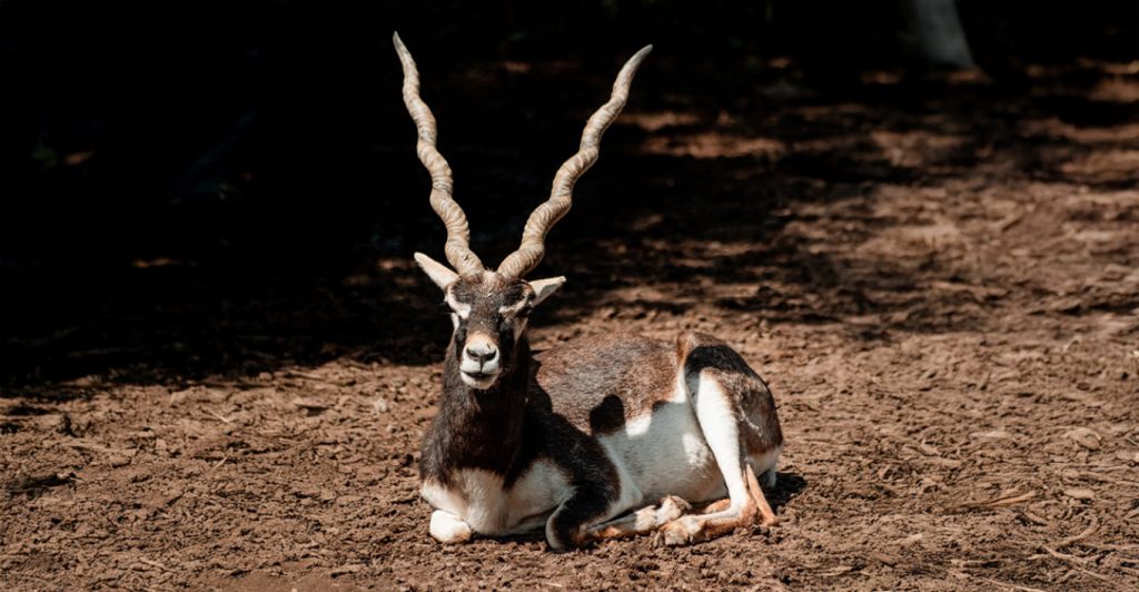 Σοκ στη Βιέννη: Πυροβόλησαν και σκότωσαν σπάνιο είδος αντιλόπης σε ζωολογικό κήπο
