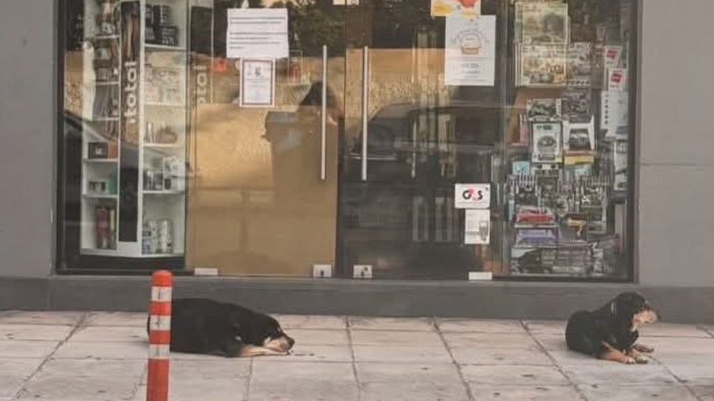 Συγκίνηση στα Χανιά: Σκυλάκια περιμένουν θλιμμένα έξω από το μαγαζί της ιδιοκτήτριάς τους που έχει πεθάνει