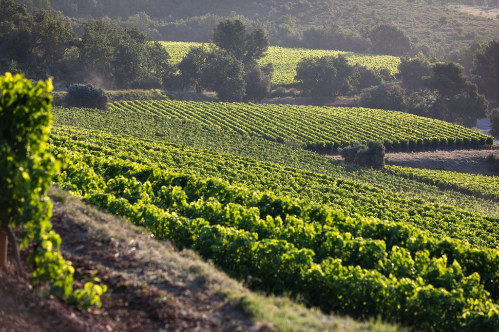 Αιθανόλη από γαλλικά κρασιά το Plan B των Βρυξελλών για τις ανατιμήσεις που προκαλεί ο πόλεμος