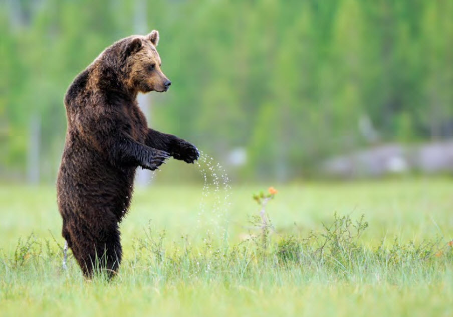 Ανησυχία στο Ωραιόκαστρο: Αρκούδα έκανε την εμφάνισή της σε κατοικημένες περιοχές, έκτακτη ανακοίνωση από τον Δήμο