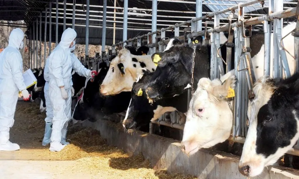 Αναστολή φορολογικών και ασφαλιστικών υποχρεώσεων για τους πληγέντες από τον αφθώδη πυρετό