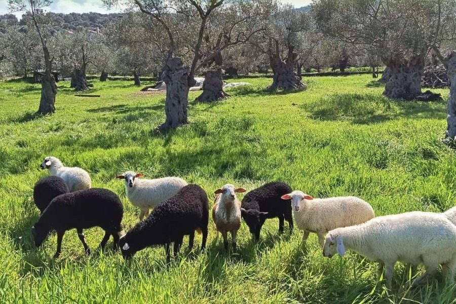 Καταβλήθηκαν οι πρώτες αποζημιώσεις στους κτηνοτρόφους της Λέσβου