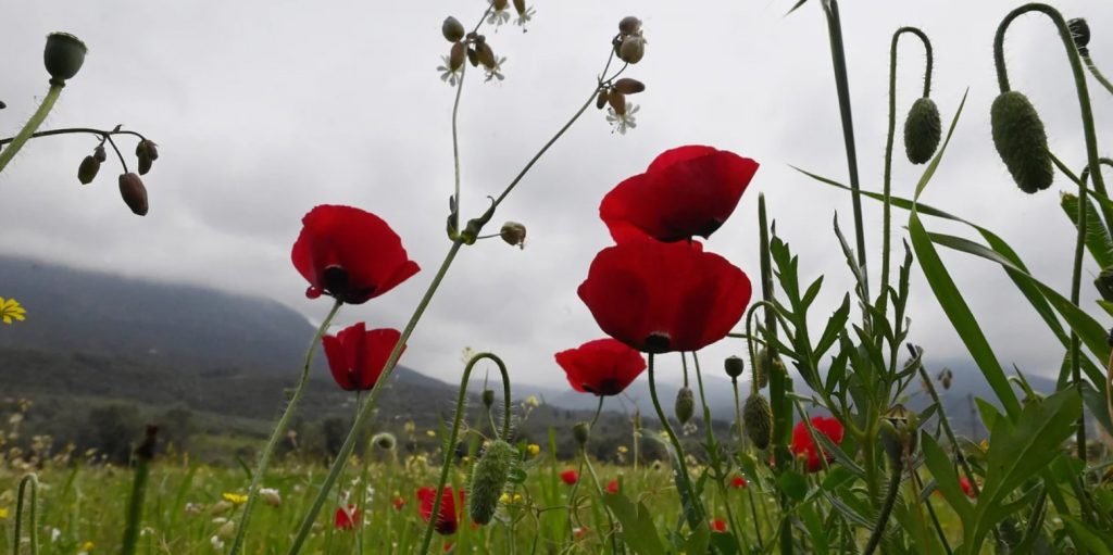 260429074615_Screenshot 2026-04-29 074556