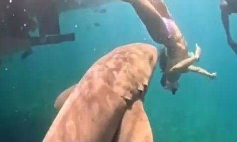 βραζιλια καρχαριας