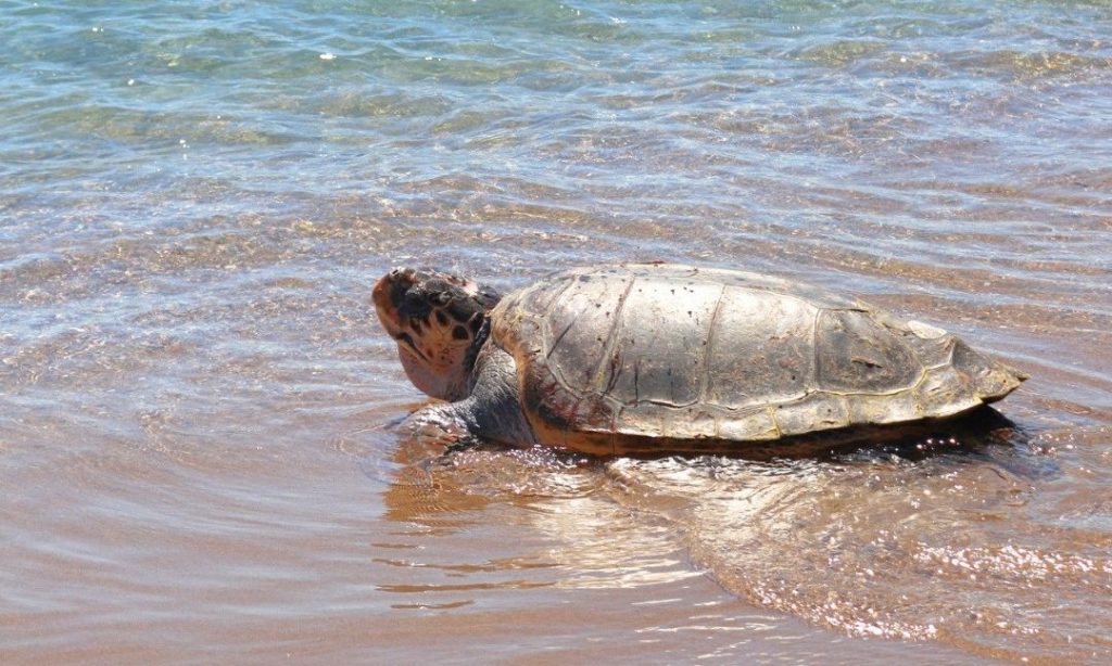 260405135042_48a941a9-660554352930142773106724560145625843710417n