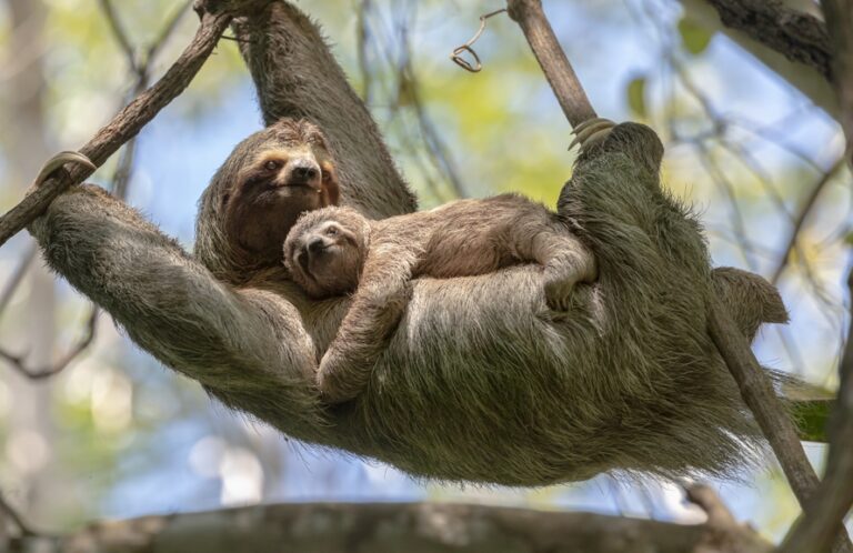 A,Female,Sloth,With,Her,Cub,Hangs,On,A,Branch
