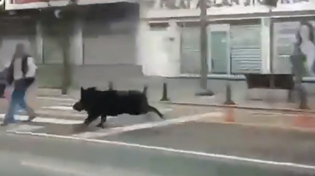 Τουρκία: Αγριογούρουνο εισέβαλε σε πολυσύχναστο δρόμο και άρχισε να τρέχει τραυματίζοντας τρία άτομα - Βίντεο