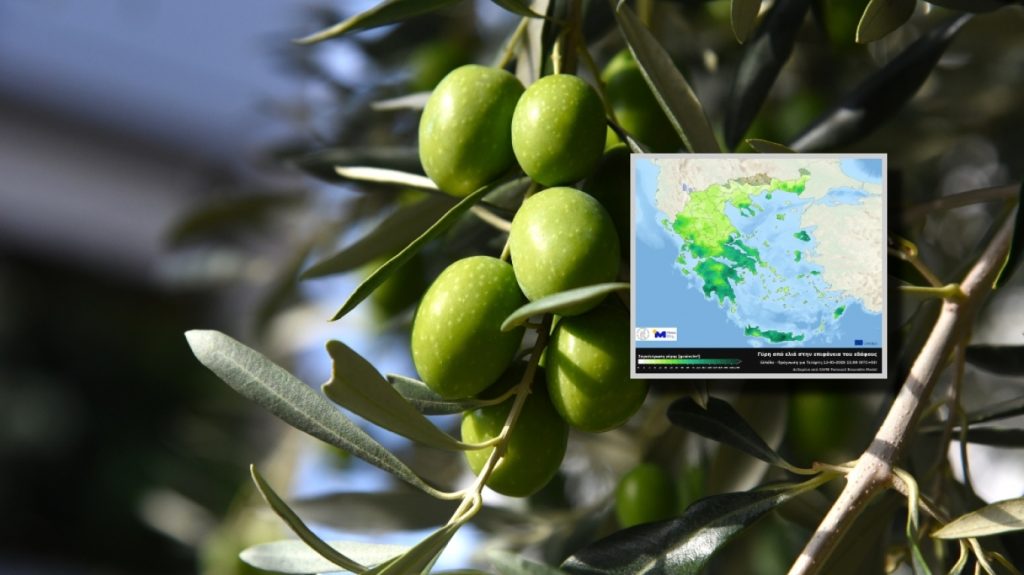 Meteo: Αυξημένες συγκεντρώσεις γύρης ελιάς στην ατμόσφαιρα σε πολλές περιοχές της χώρας - ΧΑΡΤΗΣ