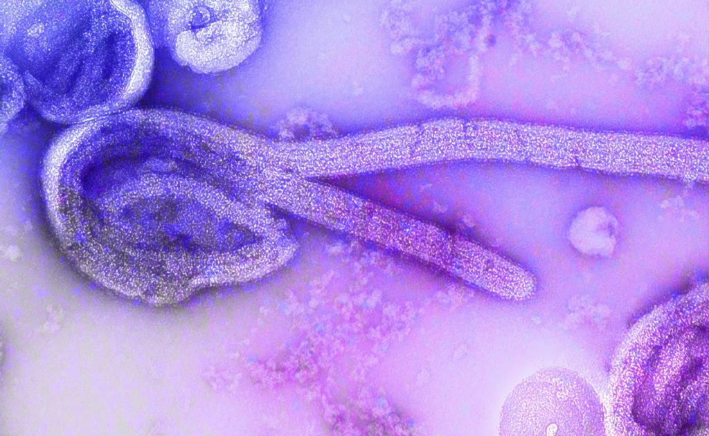 260603204909_ebola