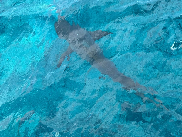 260605161641_karharias.jpg