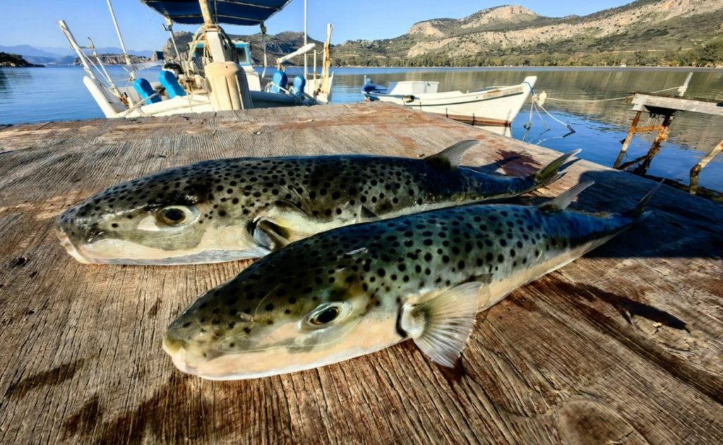 260623162539_lagokefalos-xartis