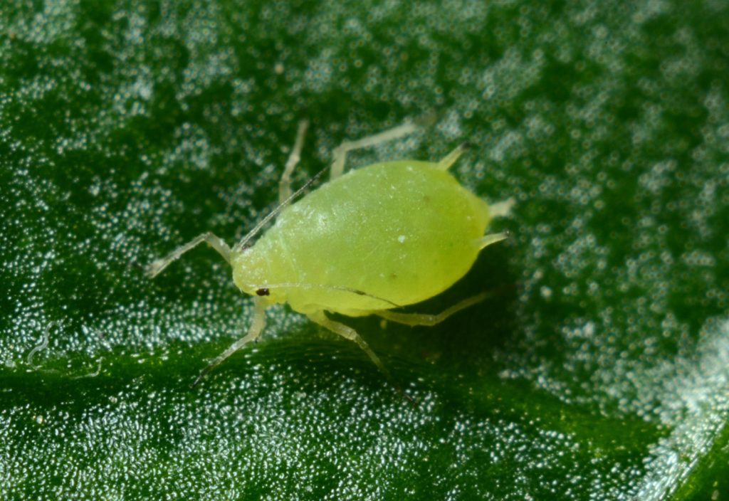 260715175649_parasito