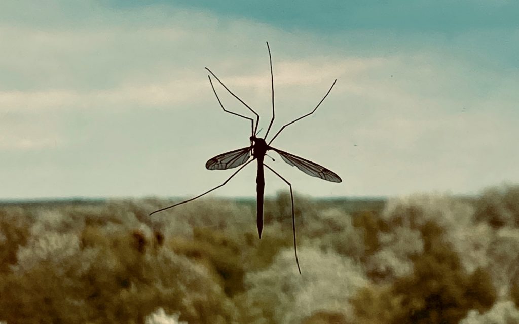 260722210509_kounoupi