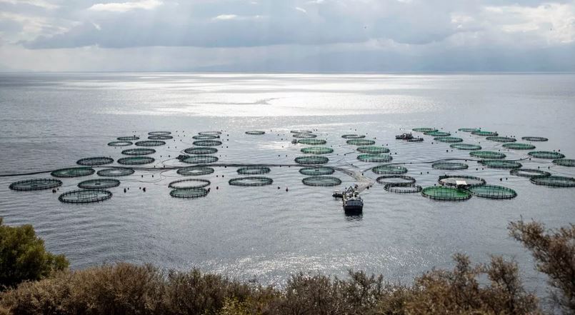 Αναγκαία η ευρωπαϊκή στήριξη για την είσοδο νέων στην αλιεία και την υδατοκαλλιέργεια, είπε ο Μαργαρίτης Σχοινάς