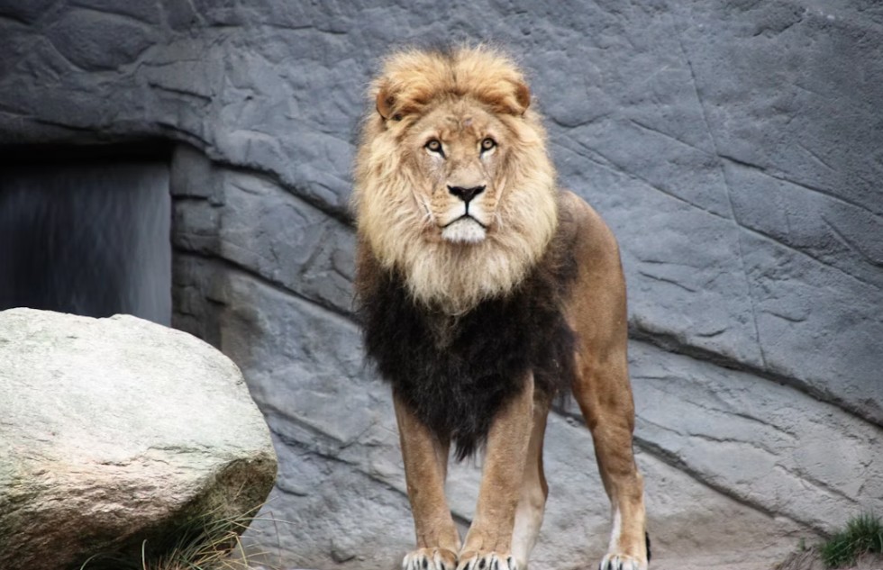 260804160417_liontaria