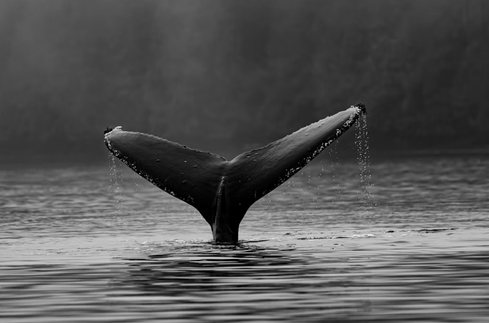260814211759_orka