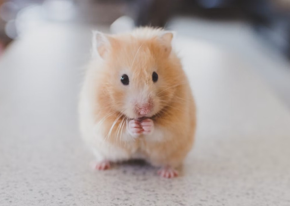 260901213937_hamster